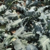 brocolli, Leguma miraculoasă, previne apariţia cancerului şi reduce reacţiile alergice