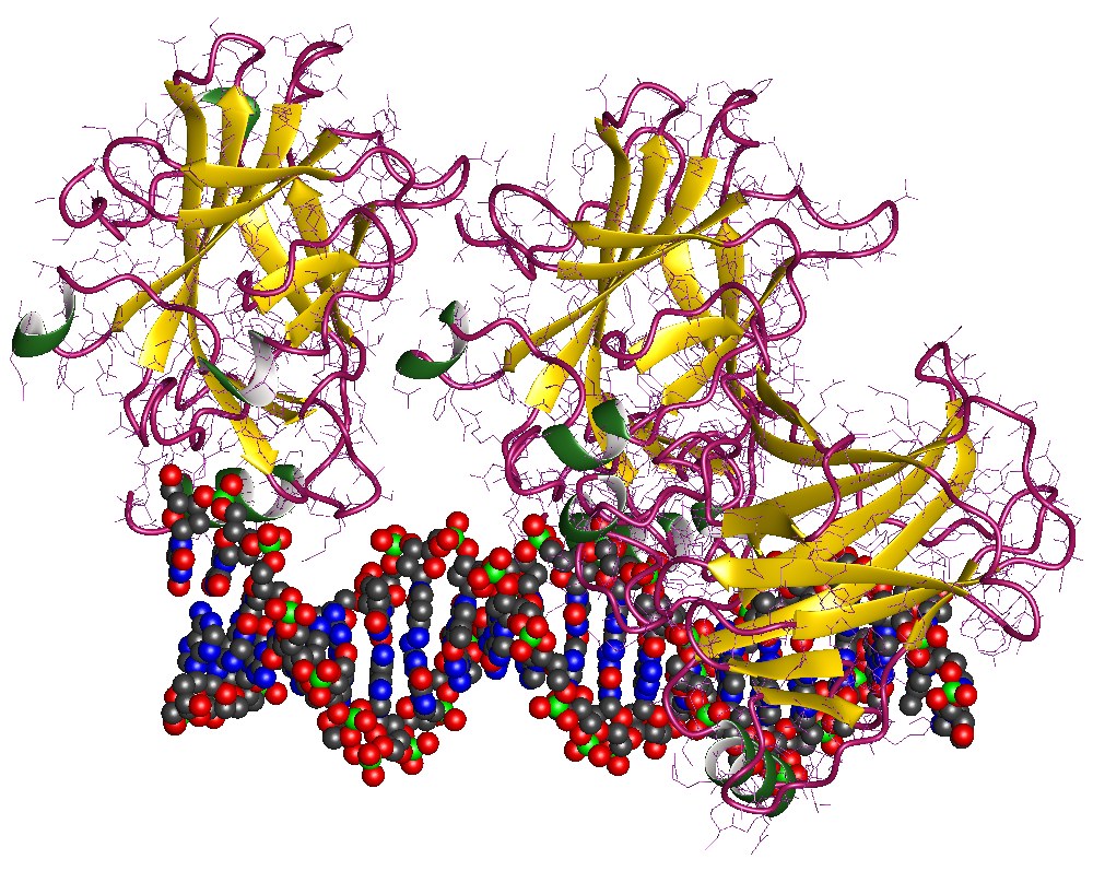 proteina P53