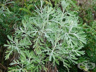 Puterea Pelinului Dulce (Artemisia annua) pentru tratamentul cancerului