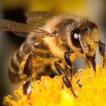 Descoperire neașteptată: veninul albinelor poate distruge celulele celei mai agresive forme de cancer de sân