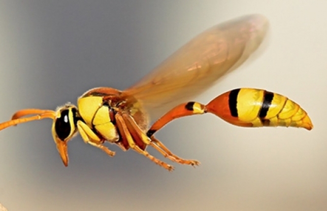 Veninul unor viespi din Brazilia, o posibilă armă eficientă în lupta împotriva cancerului